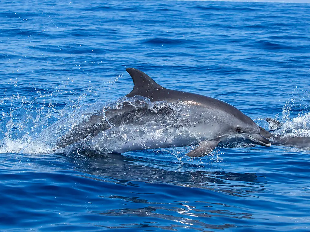 Adventoure - Safari Kayak Tour