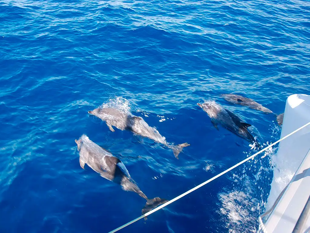 Blue Ocean Yacht Charter