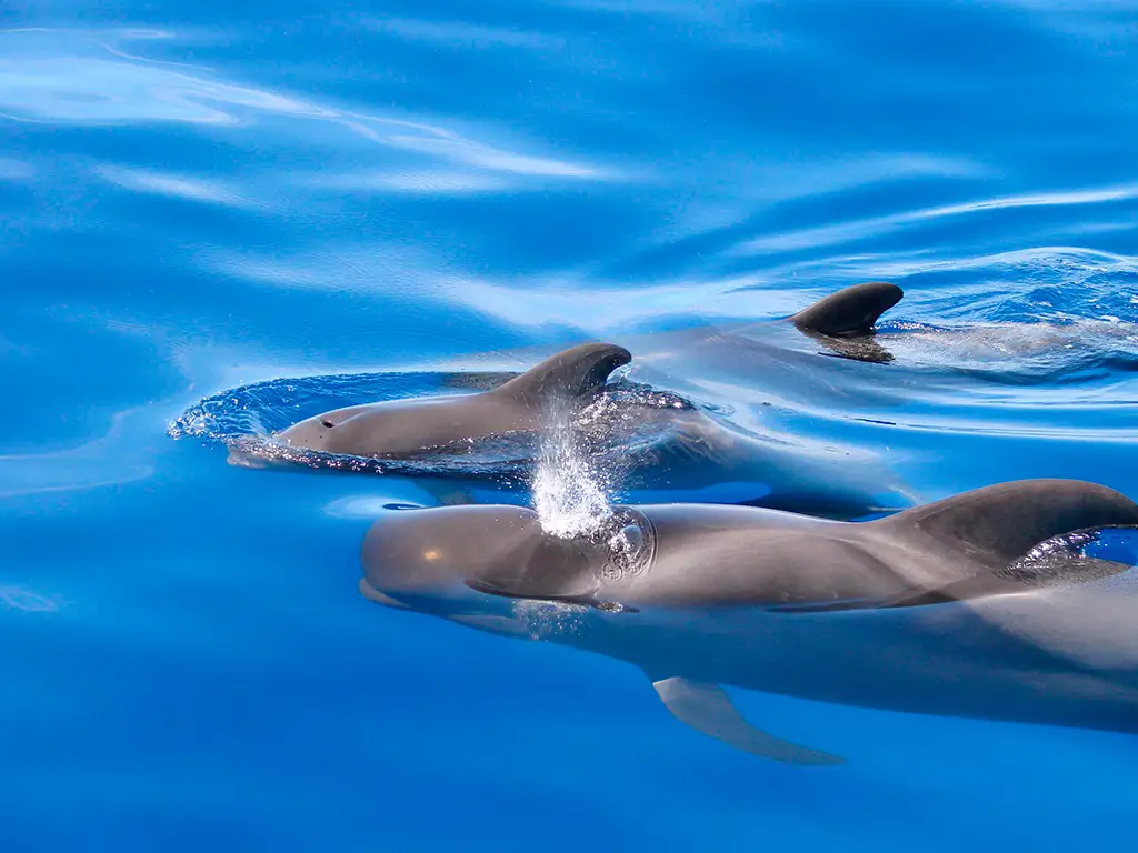 Blue Ocean Yacht Charter