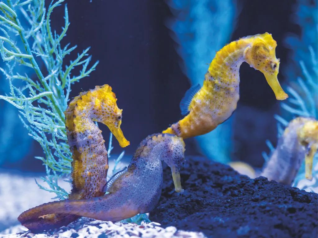 Gran Canaria Experience