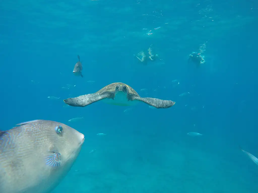 Kayaking & Stand Up Paddle Atlantis