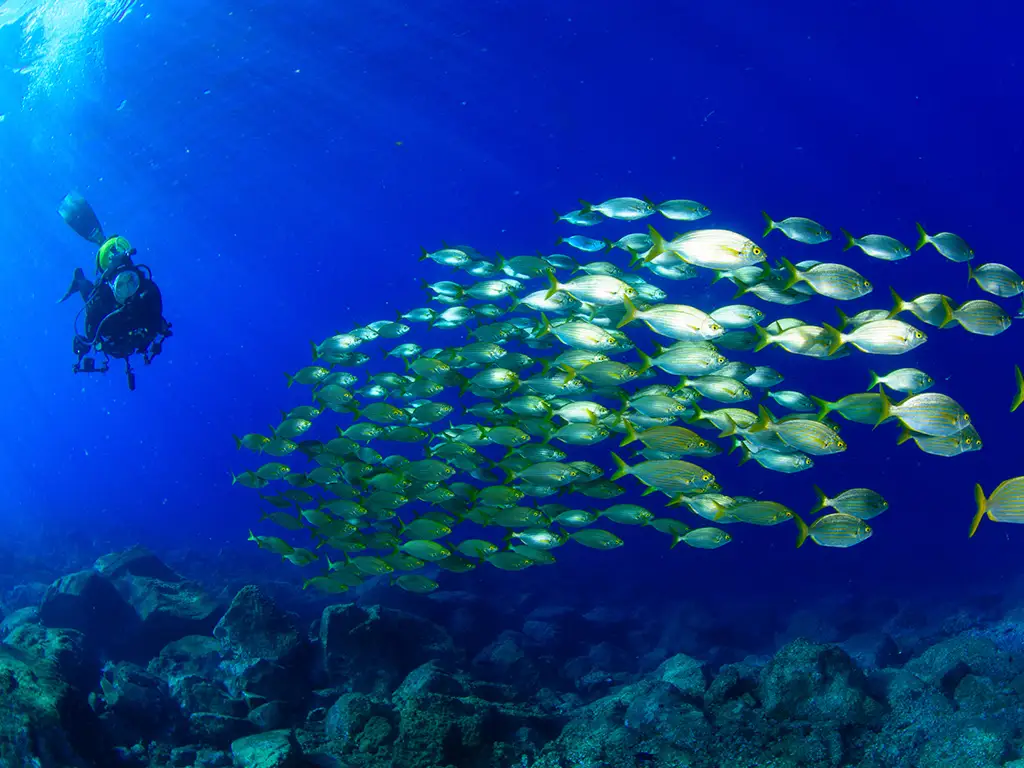 Macaronesian Divers & Store