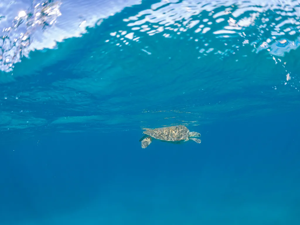 Scubadivepro Tenerife